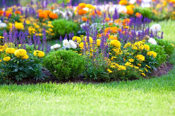 Flower Bed Maintenance in Springdale