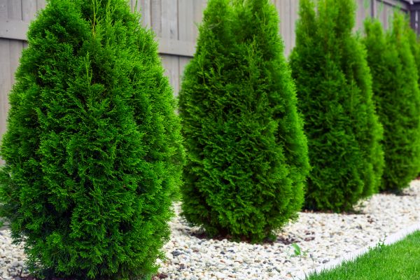 Arborvitae Planting in Springdale
