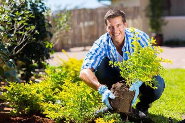 Bush Planting Service in Springdale
