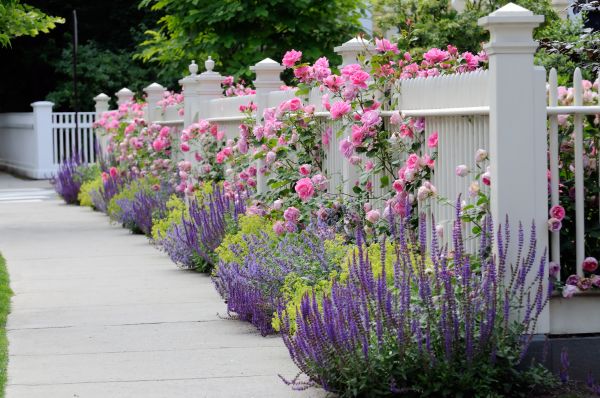 Garden Handyman Service in Springdale