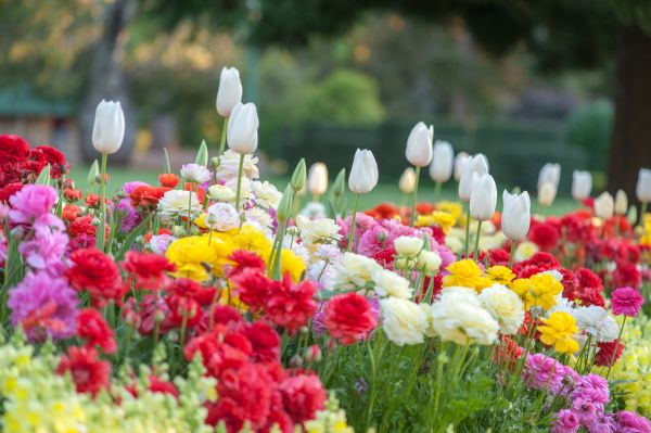 Gardening Service in Springdale