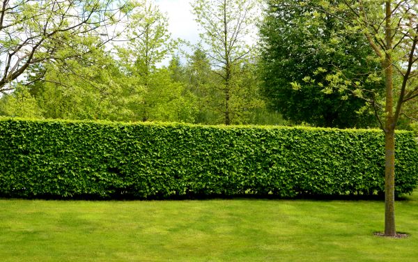 Hedge Planting in Springdale