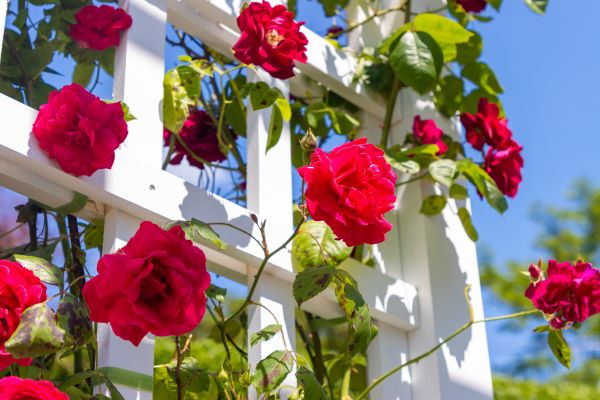 Home Gardening Service in Springdale