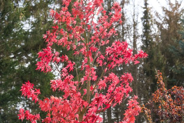 Japanese Maple Planting in Springdale