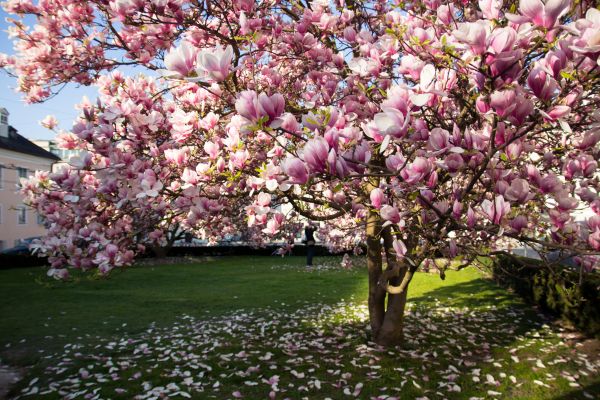 Magnolia Tree Planting in Springdale