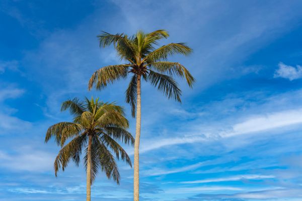 Palm Tree Planting in Springdale