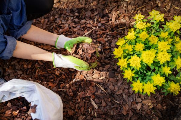 Pine Bark Delivery in Springdale