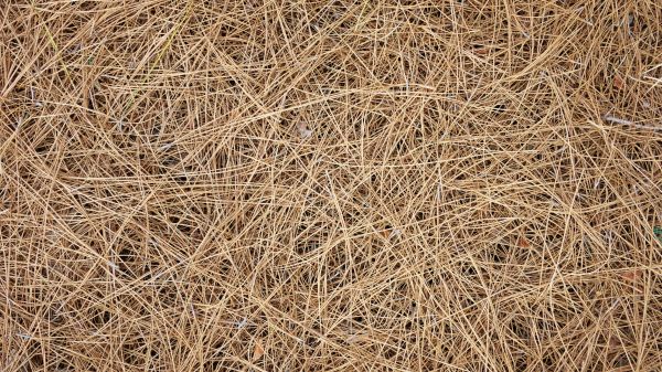 Pine Needles Delivery in Springdale