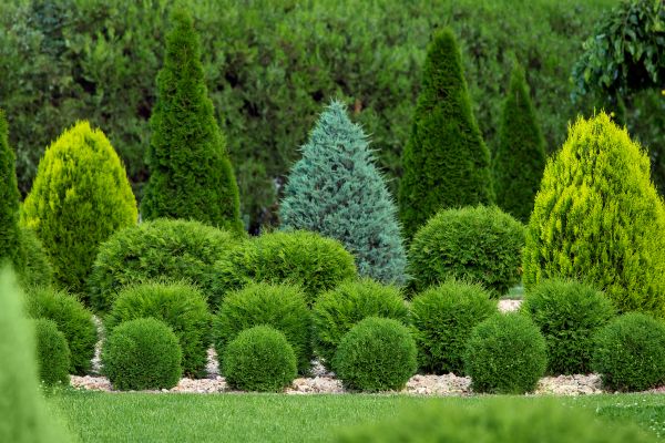 Shrub Replacement in Springdale