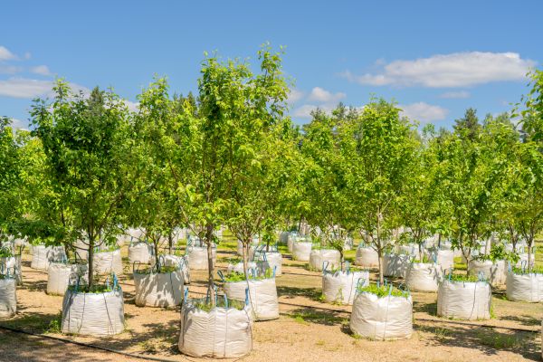 Tree Planting Service in Springdale