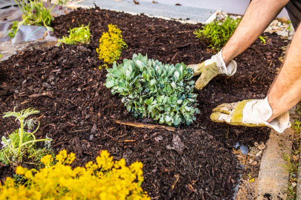 Weeding And Mulching in Springdale