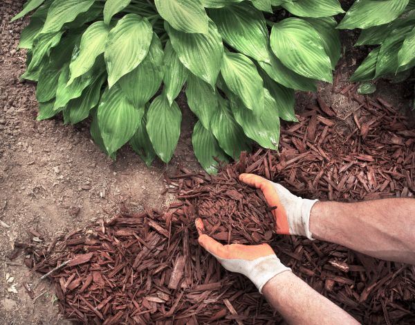 Shredded Mulch Service in Springdale