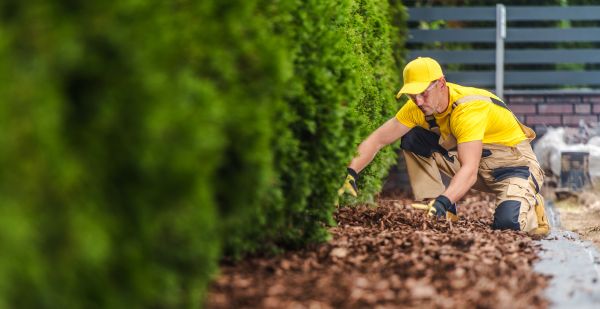Cypress Mulch Installation in Springdale