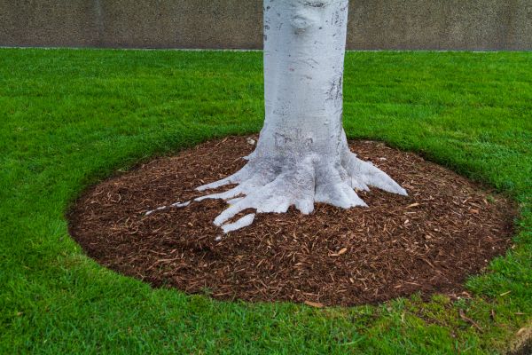 Brown Mulch Installation in Springdale