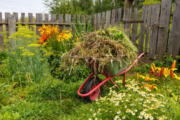 Garden Cleanup Service in Springdale