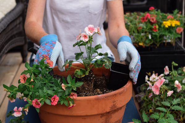 Plant Care Service in Springdale