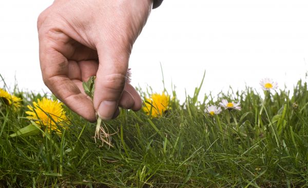 Lawn Weeding in Springdale
