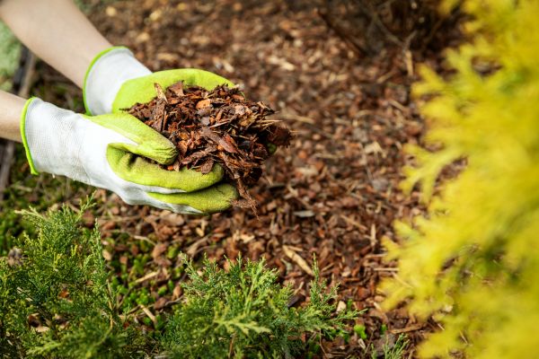 Garden Mulch Delivery in Springdale