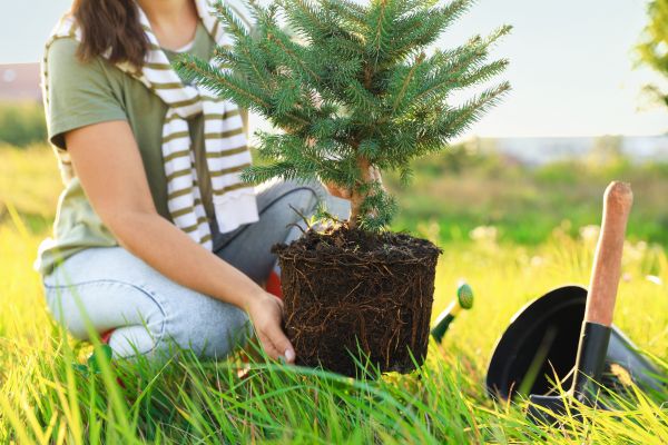 Spruce Tree Planting in Springdale