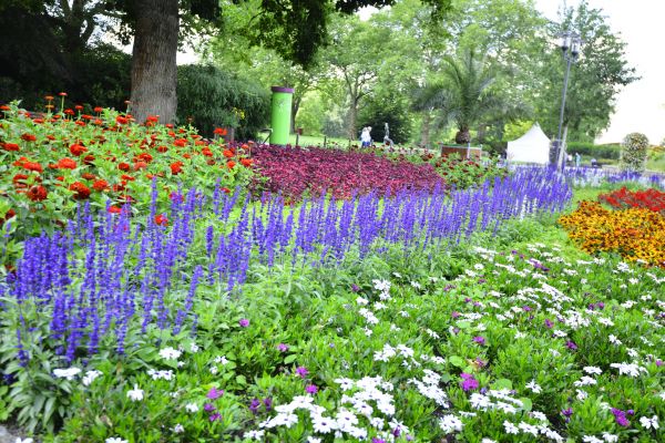 Perennials Planting in Springdale
