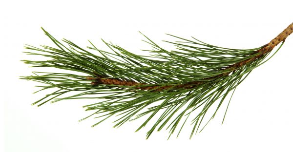 Pine Needles Installation in Springdale