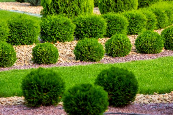 Bush Installation in Springdale