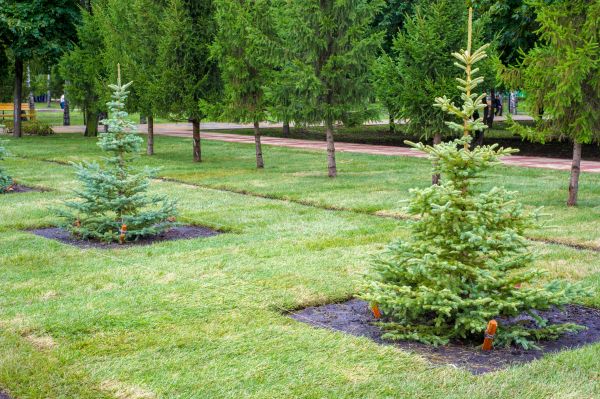 Privacy Trees Planting in Springdale