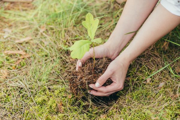 Oak Tree Planting in Springdale