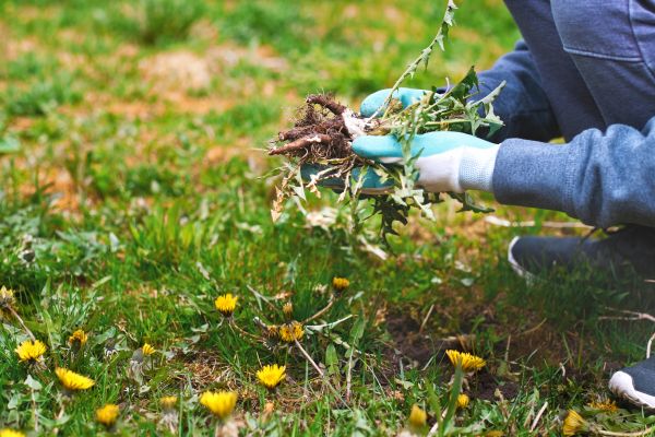 Flower Bed Clearing in Springdale