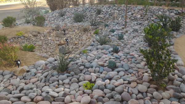 Yard Xeriscaping in Springdale