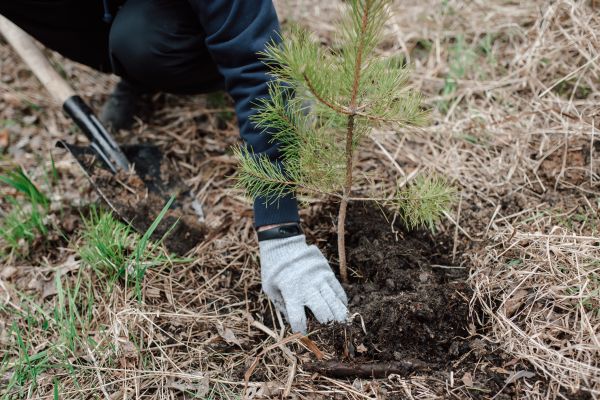 Pine Tree Planting in Springdale