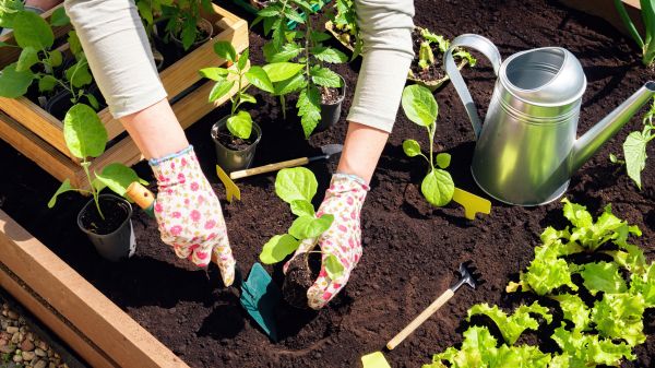 Garden Bed Installation in Springdale