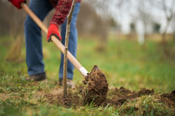 Trees Planting in Springdale