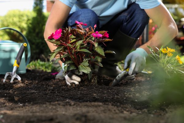 Plant Replacement in Springdale