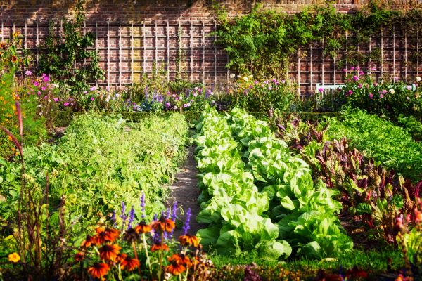 Garden Planting Service in Springdale