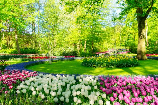 Flower Landscaping in Springdale