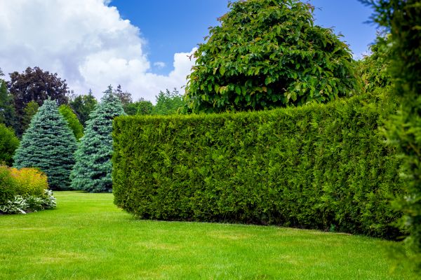 Hedge Landscaping in Springdale