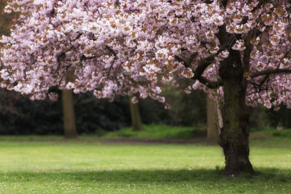 Cherry Tree Planting in Springdale