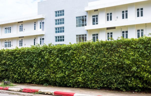 Privacy Landscaping in Springdale