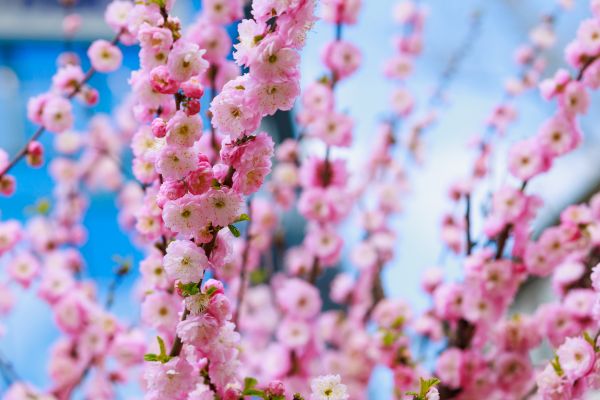 Japanese Cherry Tree Planting in Springdale