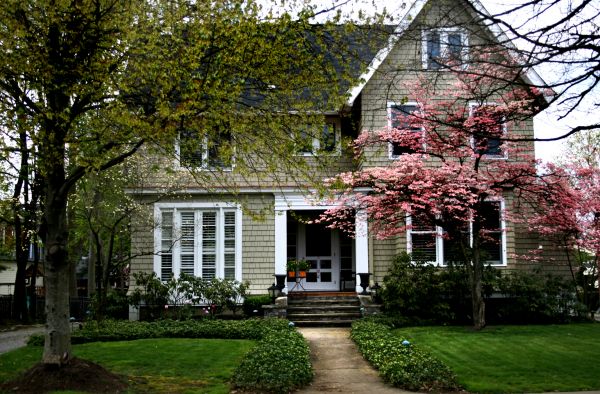 Ornamental Tree Planting in Springdale