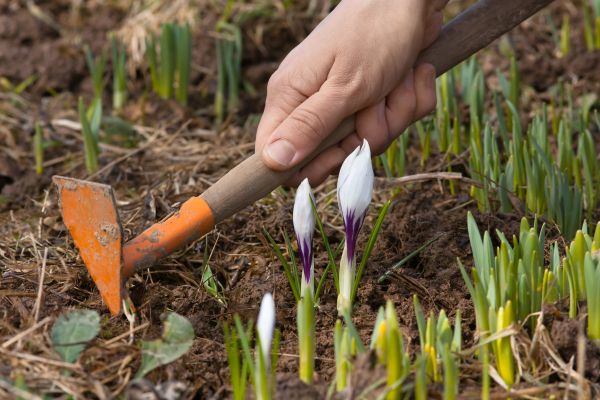 Flower Garden Weeding in Springdale