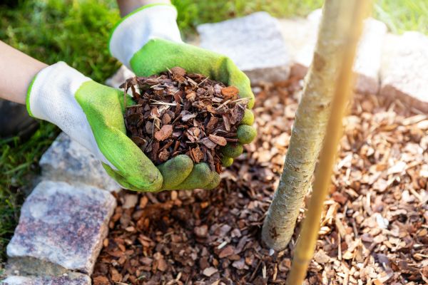 Tree Bark Delivery in Springdale