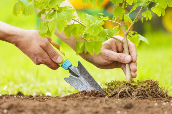 Fruit Tree Planting in Springdale