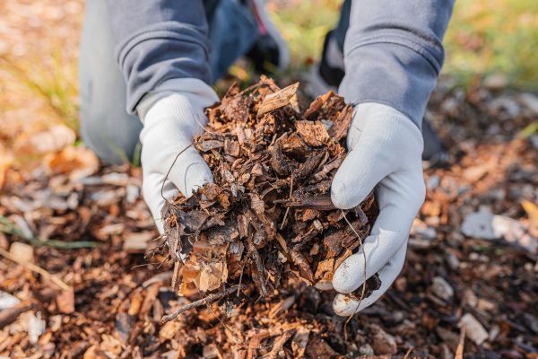 Shredded Mulch Installation in Springdale
