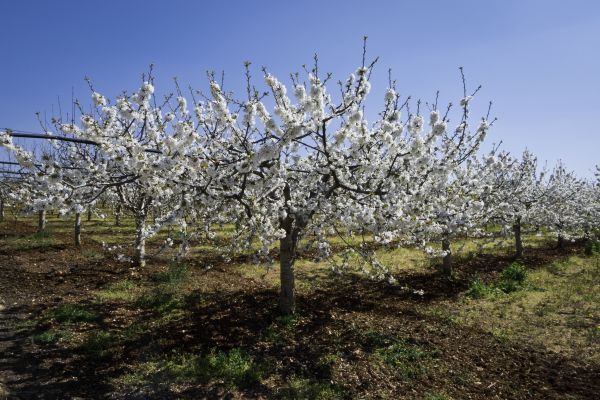Orchard Planting in Springdale