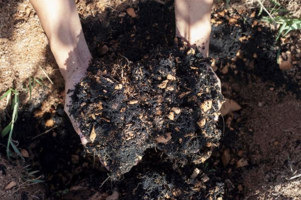 Organic Mulch Installation in Springdale