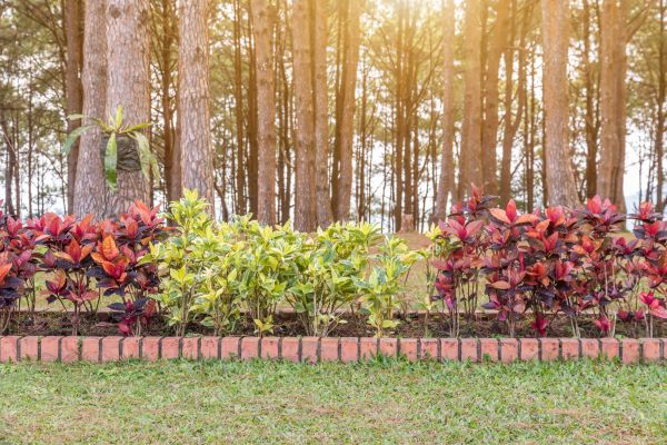 Small Garden Landscaping in Springdale