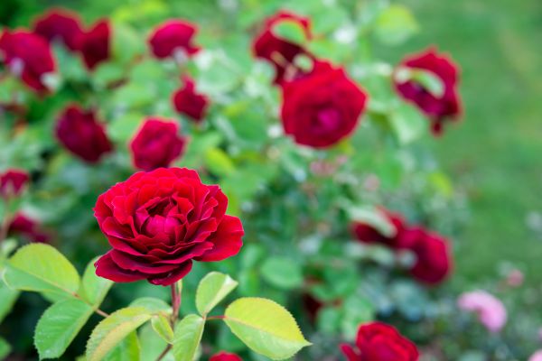 Rose Planting in Springdale