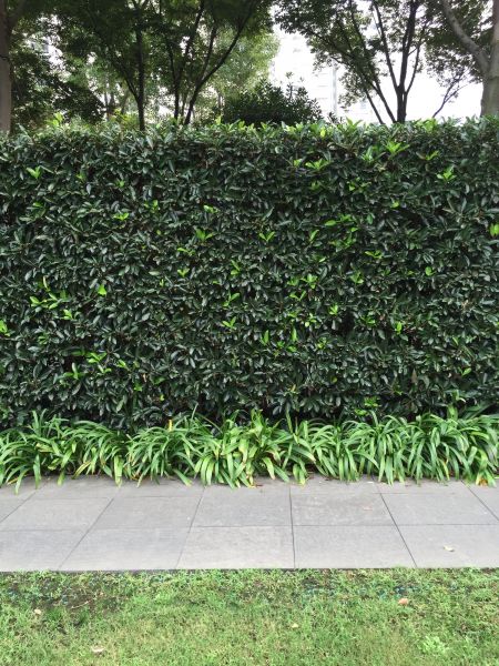 Privacy Shrub Planting in Springdale